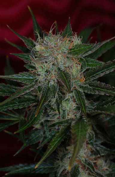 Agent Orange TGA Subcool seeds